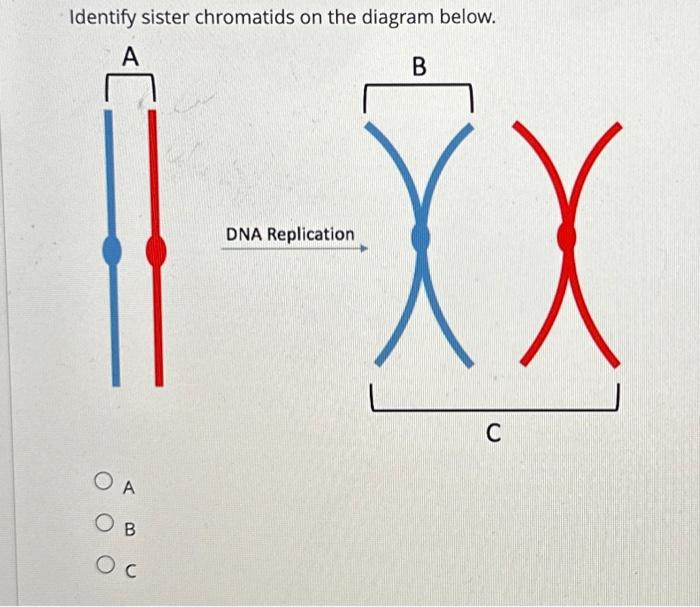 Solved Identify sister chromatids on the diagram below. A B | Chegg.com