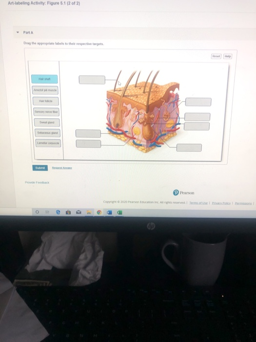 Solved Art-labeling Activity: Figure 5.112 of 2) PM Digthe | Chegg.com