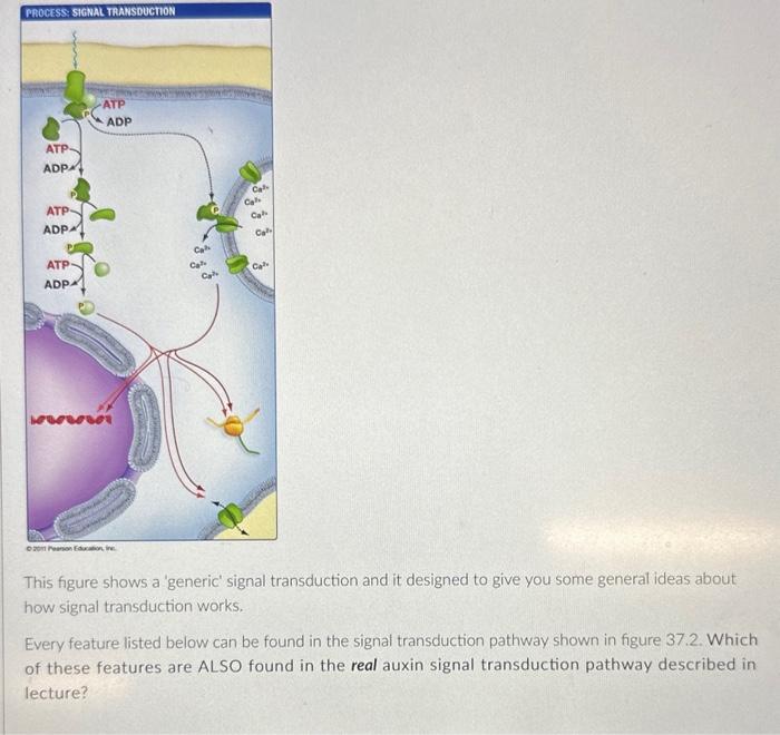 Solved This figure shows a 'generic' signal transduction and