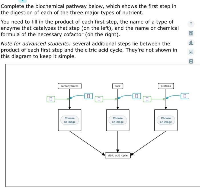 Solved Complete The Biochemical Pathway Below, Which Shows | Chegg.com ...