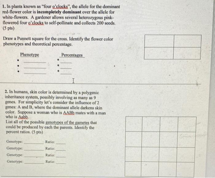 Solved 1. In plants known as "four o'clocks", the allele for