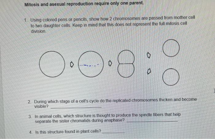 Solved Mitosis and asexual reproduction require only one | Chegg.com