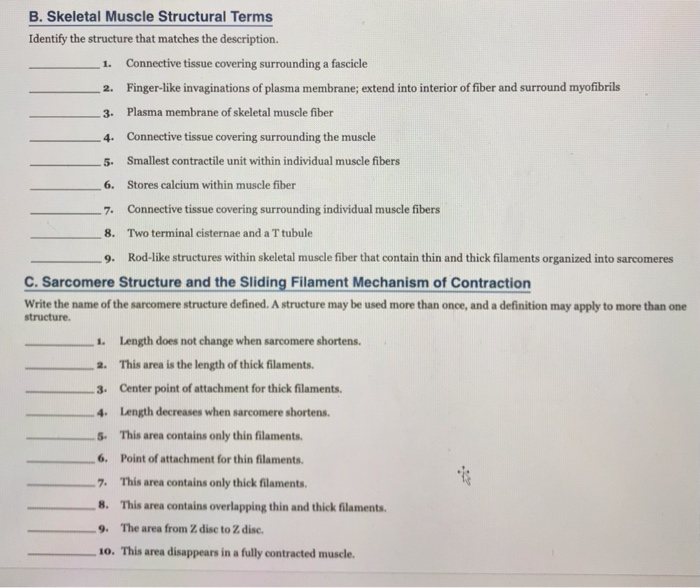 Solved 7. 9. B. Skeletal Muscle Structural Terms Identify | Chegg.com