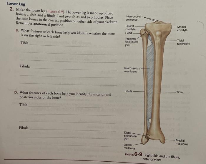 Intercondylar eminence Lower Leg 2. Make the lower leg (Figure 6-9). The lower leg is made up of two bones: a tibia and a fib