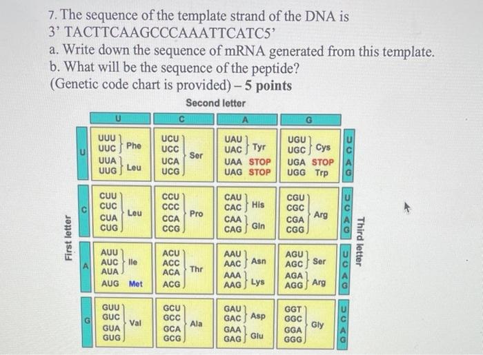 Solved 7. The sequence of the template strand of the DNA is | Chegg.com