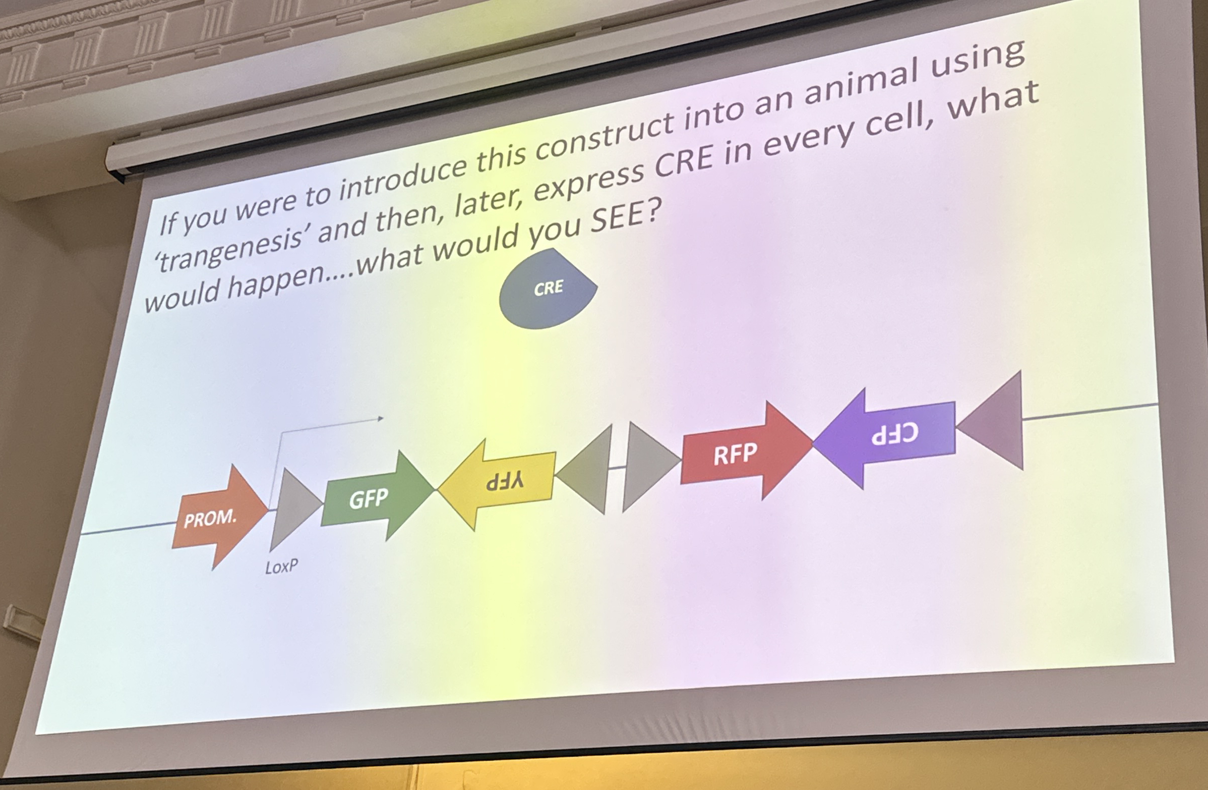 Solved If you were to introduce this construct into an | Chegg.com