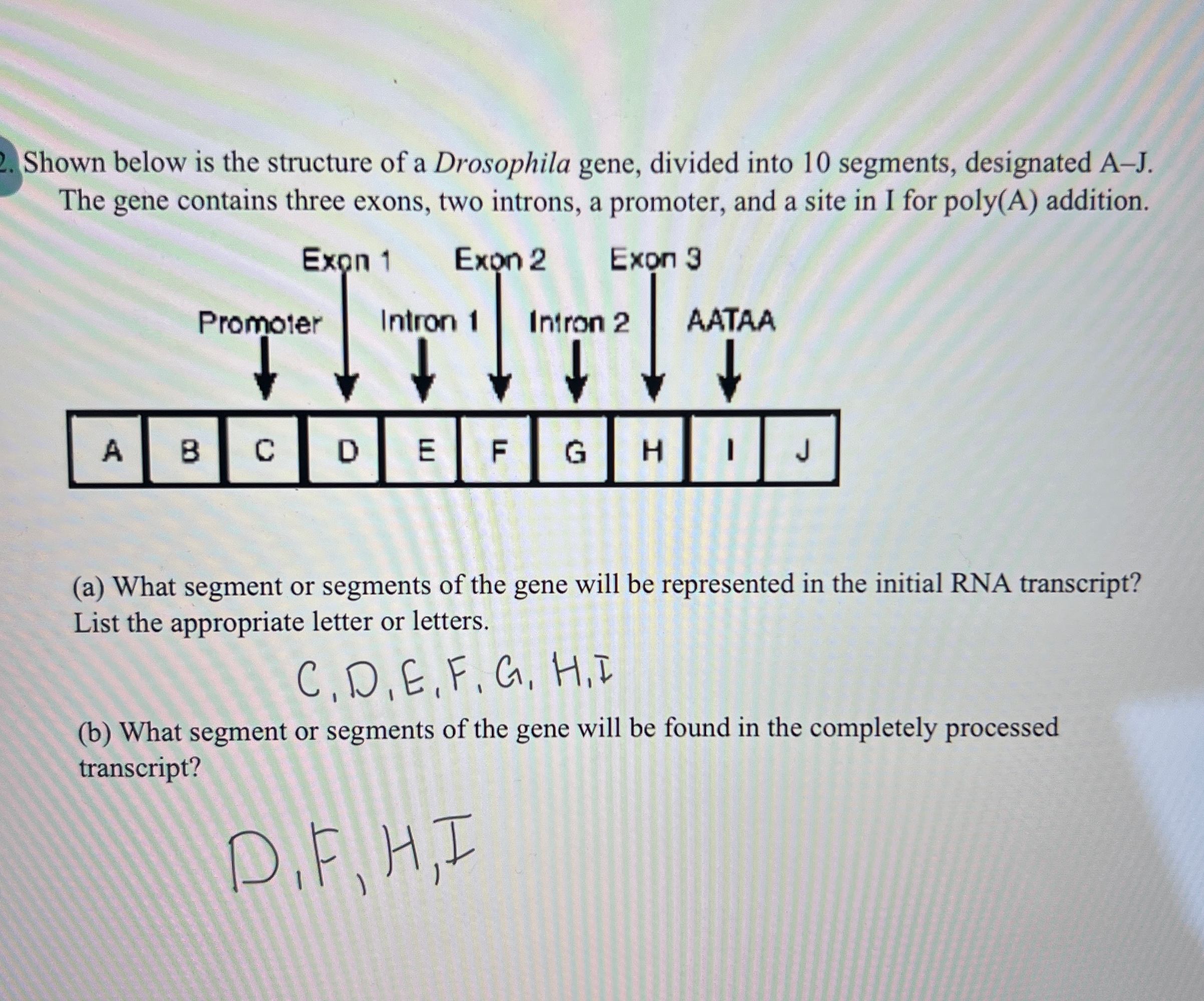 List Of Drosophila Genes , Genetics on the Fly: A Primer on the ...