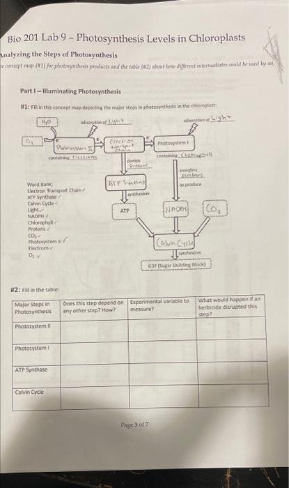 Solved Bio 201 Lab 9 - Photosynthesis Levels in Chloroplasts | Chegg.com