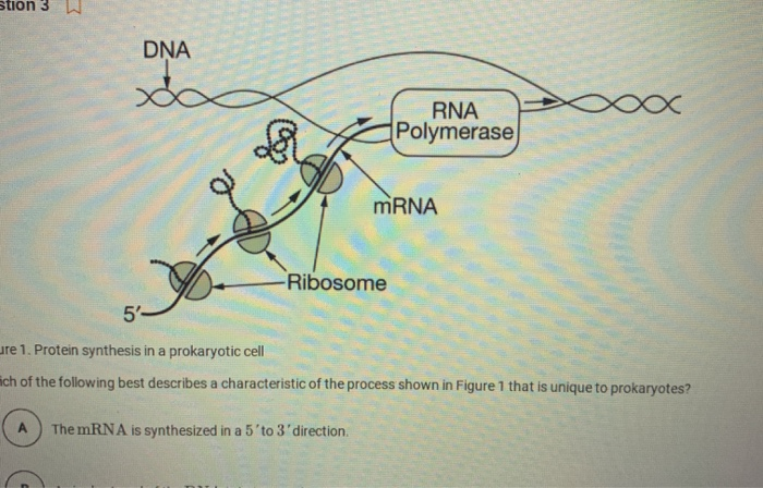 Solved 5 Figure 1 Protein Synthesis In A Prokaryotic Cel Chegg Com