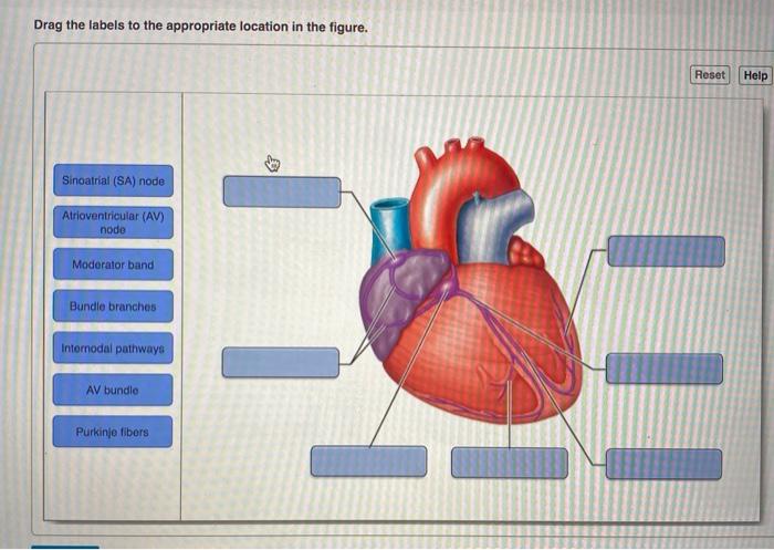 Drag The Labels Onto The Diagram To Identify The Structures Heart
