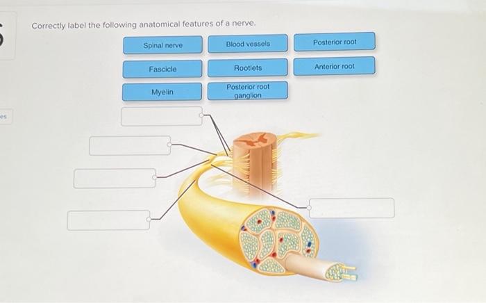 Solved Es Correctly Label The Following Anatomical Features