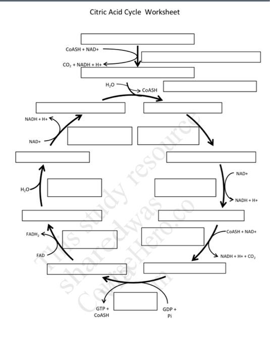 Citric Acid Cycle Worksheet