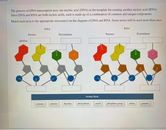 Solved The process of DNA transcription uses one nucleic