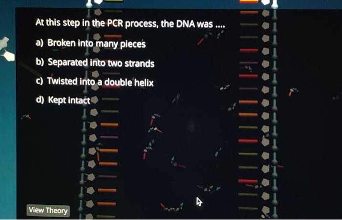 Solved At This Step In The PCR Process, The DNA Was .... A) | Chegg.com