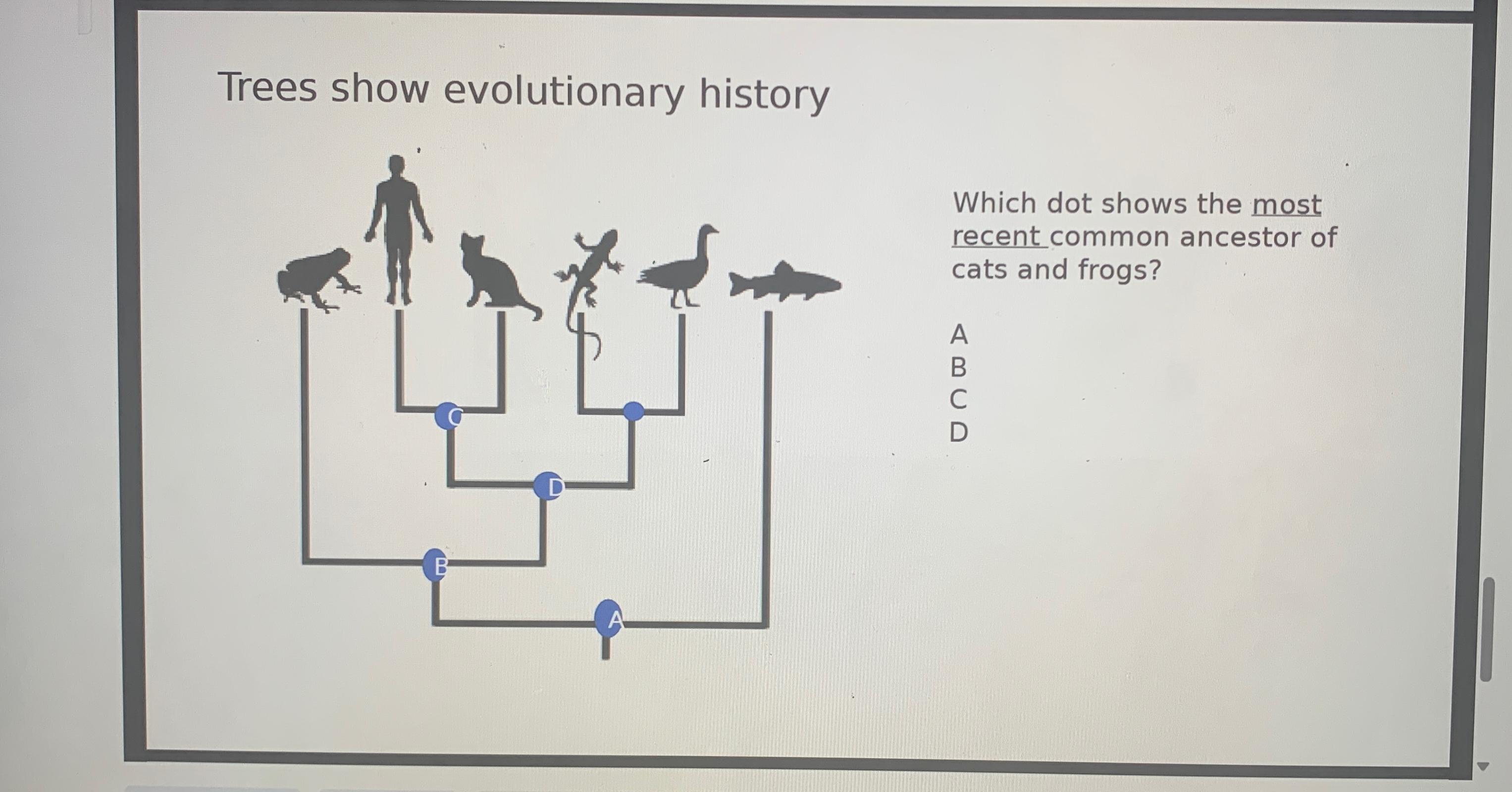 Solved Trees show evolutionary historyWhich dot shows the | Chegg.com