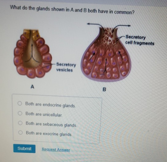 Solved What do the glands shown in A and B both have in | Chegg.com