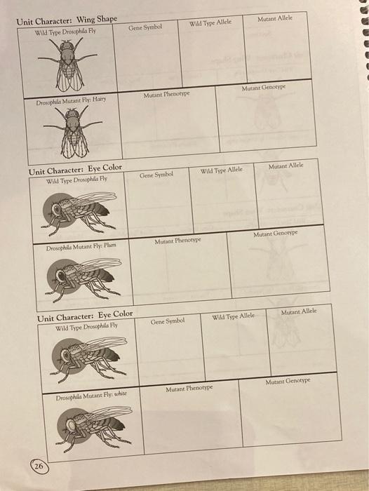 Table 2-1. Compare Drosophila mutant and wild type | Chegg.com