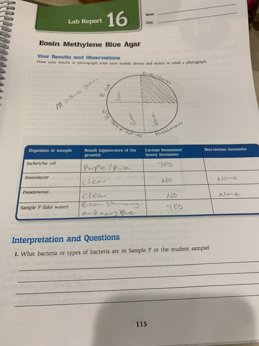Solved Lab Report 16 Eosin Methylene Blue Agar Results and