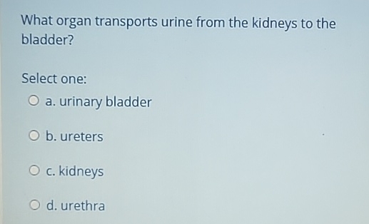 Solved What organ transports urine from the kidneys to the | Chegg.com