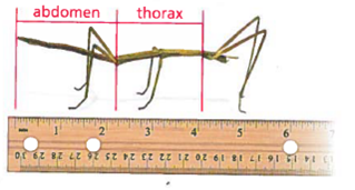 Solved: ATTENDING TO PRECISION The diagram shows an insect call