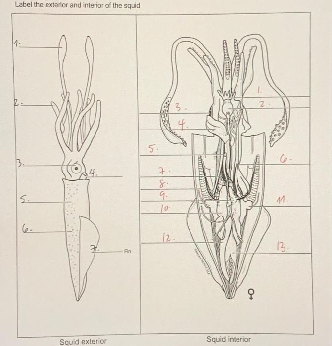 Solved Label the exterior and interior of the squid 11. ED 1 | Chegg.com