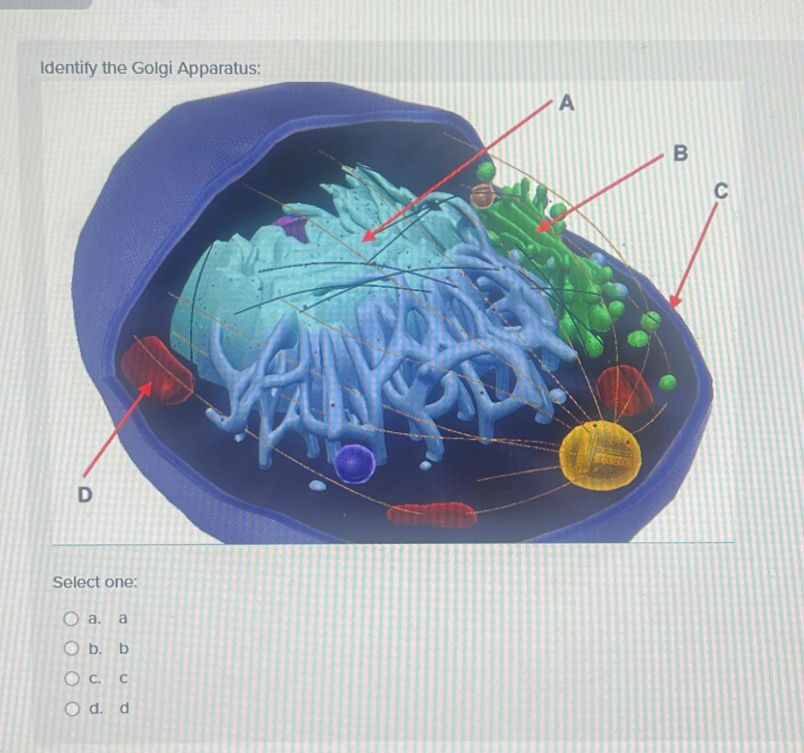 Solved Identify The Golgi Apparatus:select One:a. ﻿ab. 