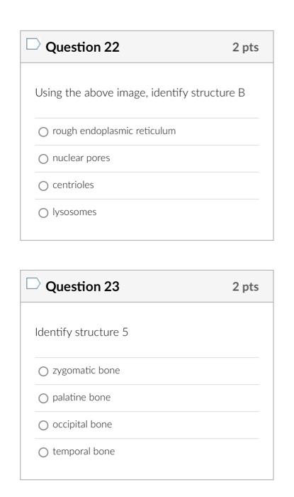 Using the above image, identify structure B
rough endoplasmic reticulum
nuclear pores
centrioles
lysosomes
Question 23
2 pts
