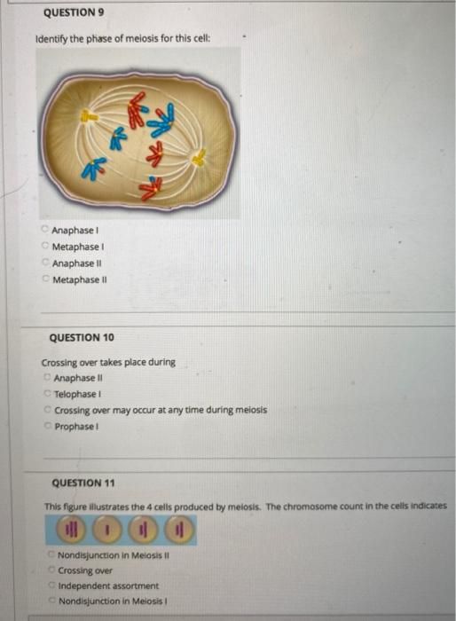 Solved QUESTION 9 Identify the phase of meiosis for this | Chegg.com
