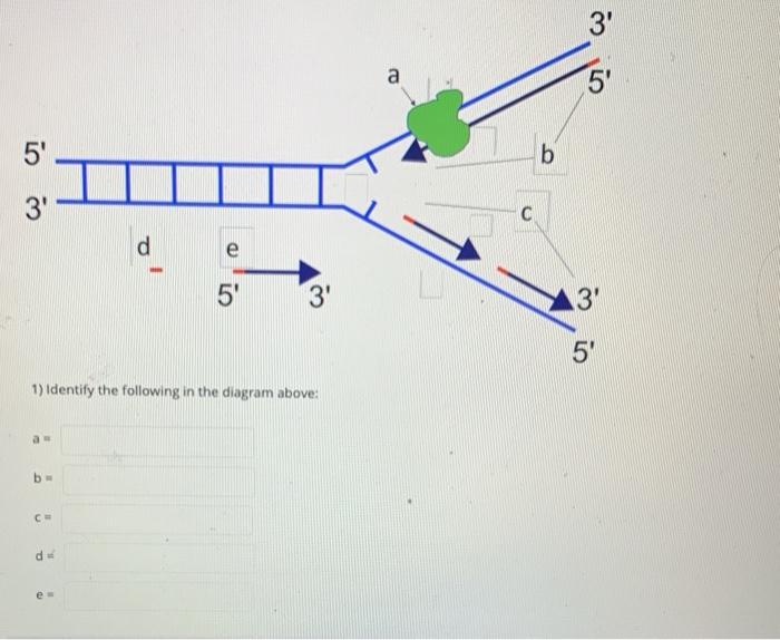 Solved 3' a 5' 5 b 3 C d 02 e 5 3' 3' in 1) Identify the | Chegg.com