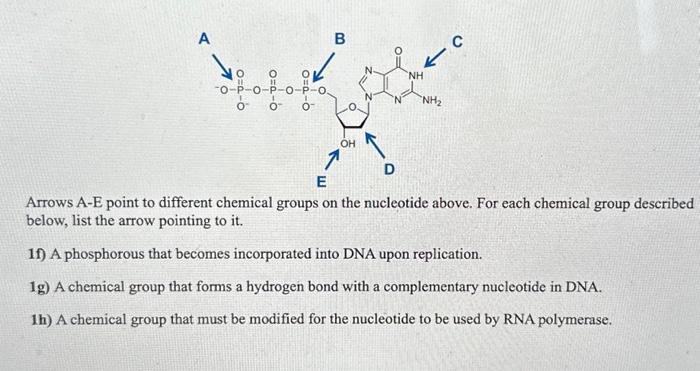 Solved Question 1. Nucleotides Above are shown five | Chegg.com