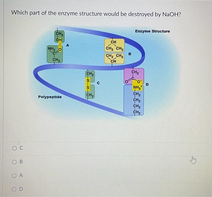 Solved Which part of the enzyme structure would be destroyed