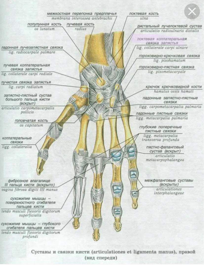 a csípőízületek deformáló artrózisa 2 3 fokkal)