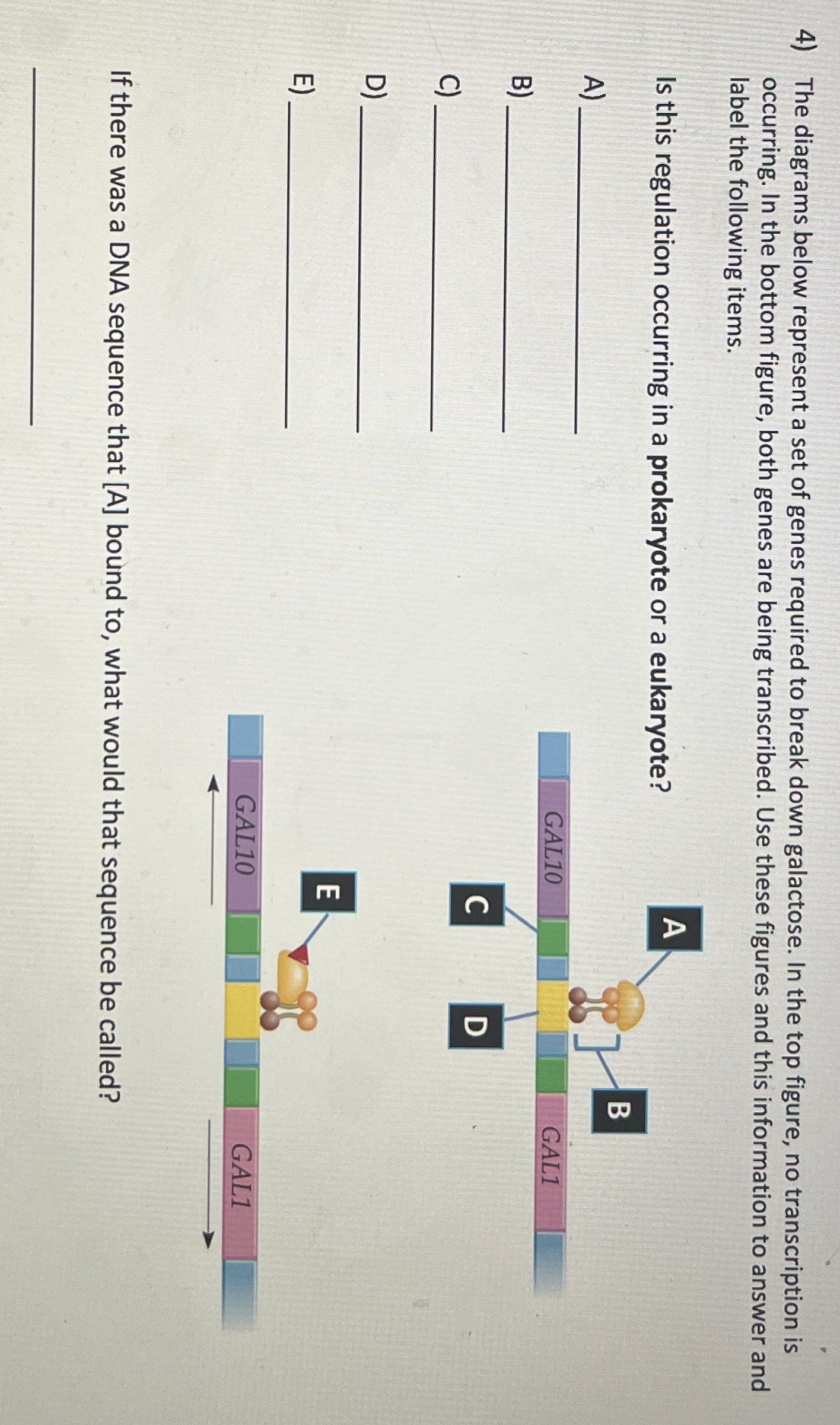 Solved The diagrams below represent a set of genes required | Chegg.com