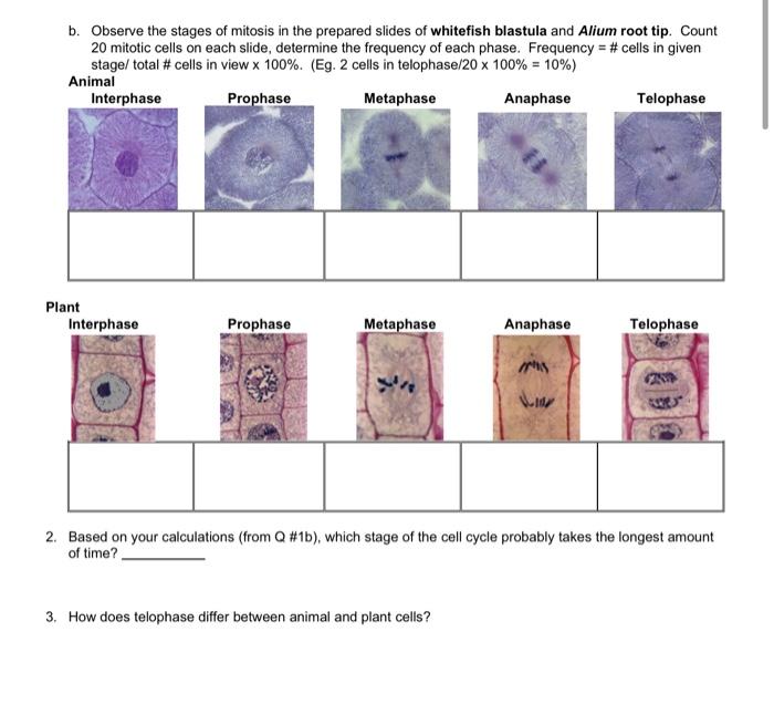 solved-b-observe-the-stages-of-mitosis-in-the-prepared-chegg