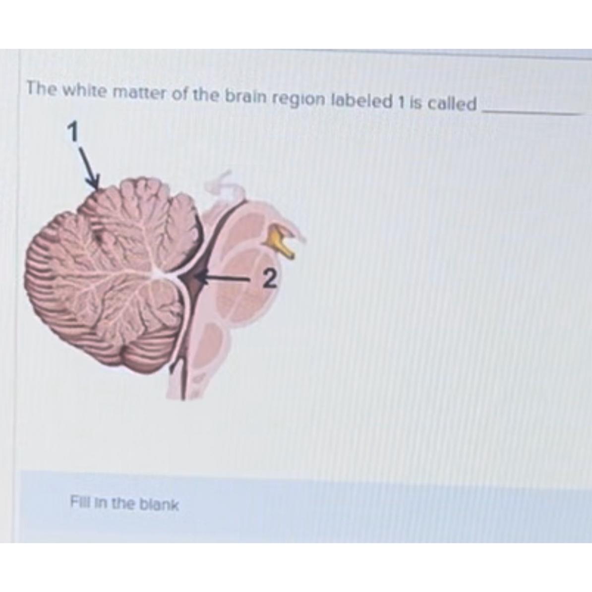 Solved The white matter of the brain region labeled 1 ﻿is | Chegg.com