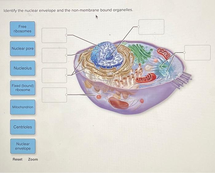 Solved Identify the nuclear envelope and the nonmembrane