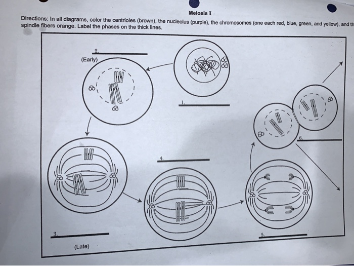 Solved Melosis I Directions: In all diagrams, color the | Chegg.com