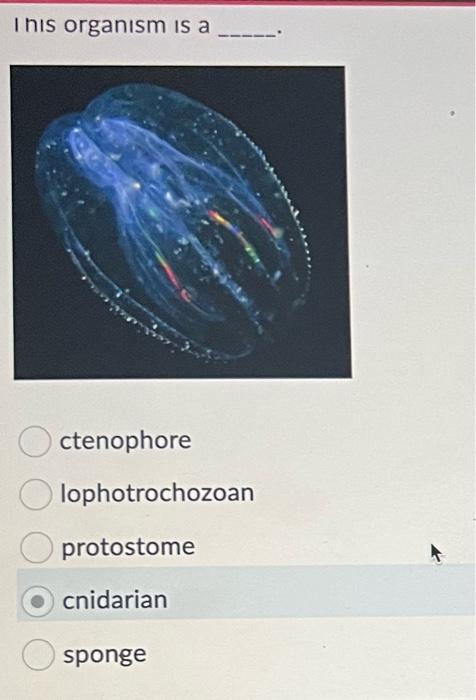 I his organism is a
ctenophore
lophotrochozoan
protostome
cnidarian
sponge