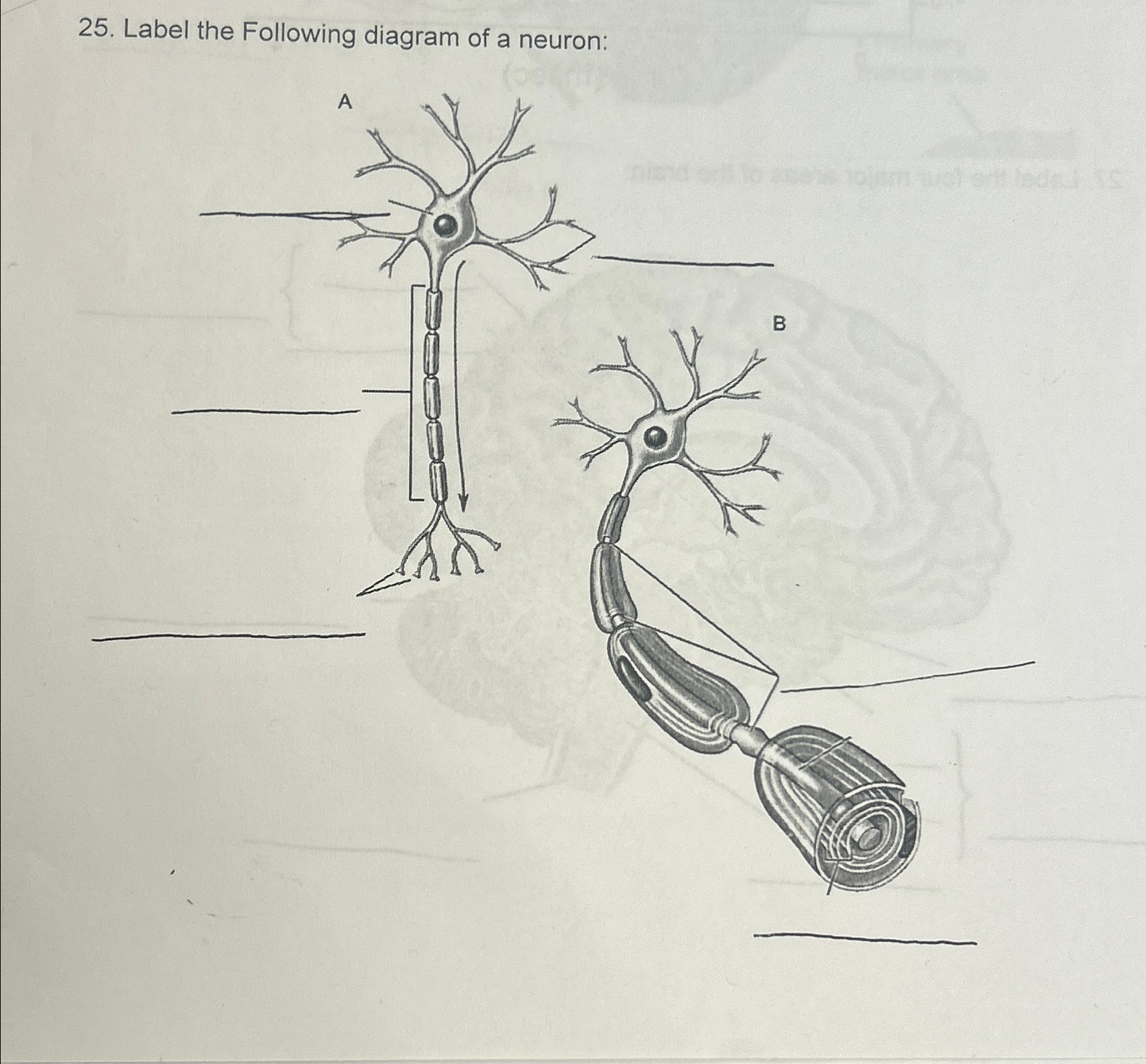 Solved Label the Following diagram of a neuron: | Chegg.com