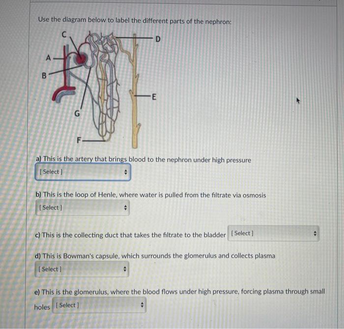 Solved Use the diagram below to label the different parts of | Chegg.com