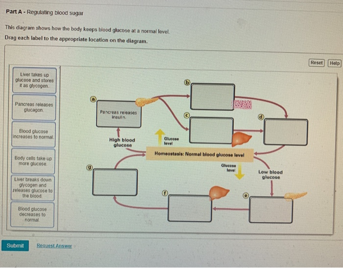 Solved Part A - Regulating blood sugar This diagram shows | Chegg.com