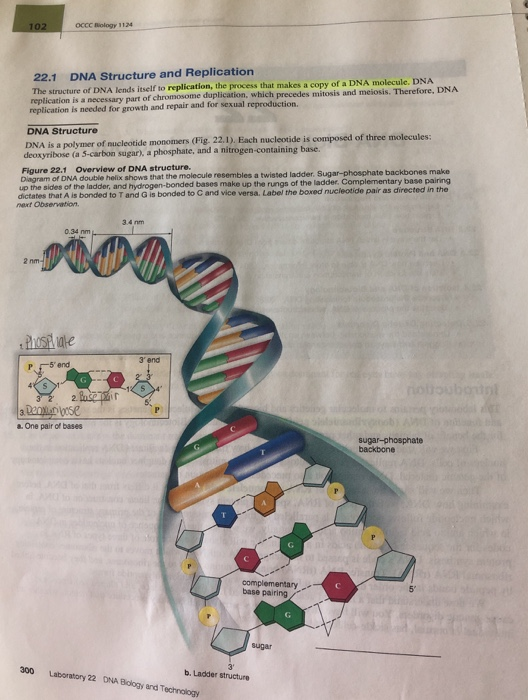 Solved Label The Following Parts Of A Dna Place