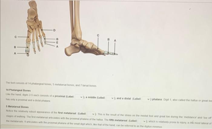 The foot consists of 14 phalangeal bones, 5 metatarsal bones, and 7 tarsal bones
14 Phalangeal Bones
Like the hand, digts 2.5