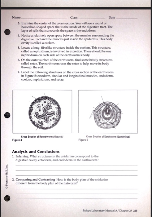 Date Name Class Chapter 29 Paring Invertebrates Chegg 