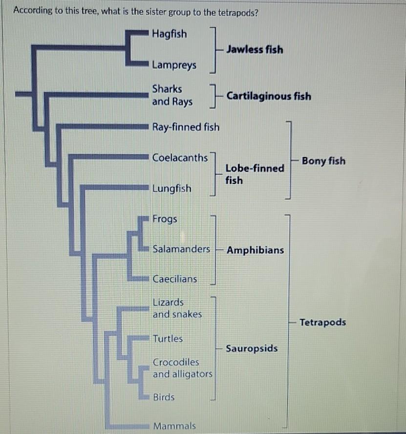 Solved According to this tree, what is the sister group to | Chegg.com