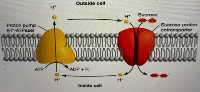 Solved Outside cell I + H+ Sucrose Proton pump (H+-ATPase) | Chegg.com