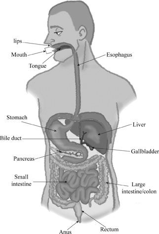 Definition Of The Digestive Tube Alimentary Canal In Mammals Chegg Com