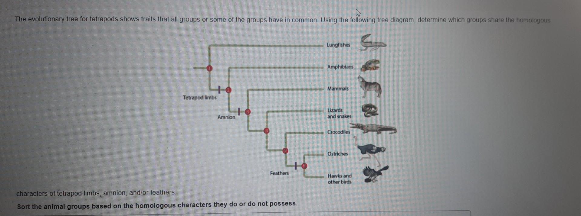 Solved The evolutionary tree for tetrapods shows traits that | Chegg.com