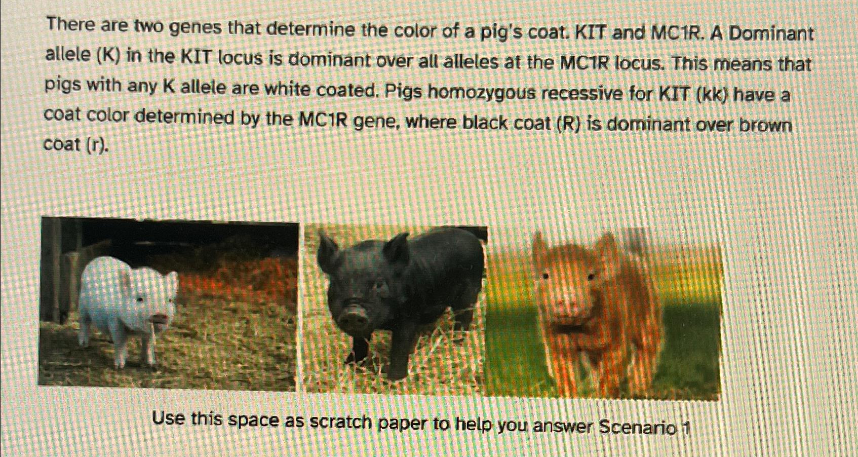 Solved There are two genes that determine the color of a | Chegg.com