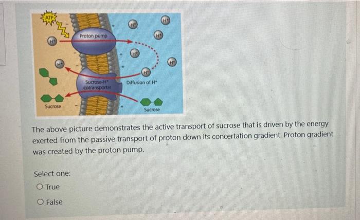 Solved Cholesterol molecules of the membrane act as fluidity | Chegg.com